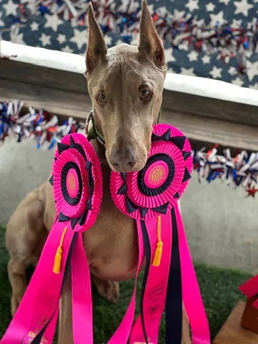 Brown dog wearing bright pink ribbons and rosettes, sitting in front of a patriotic star-patterned backdrop.