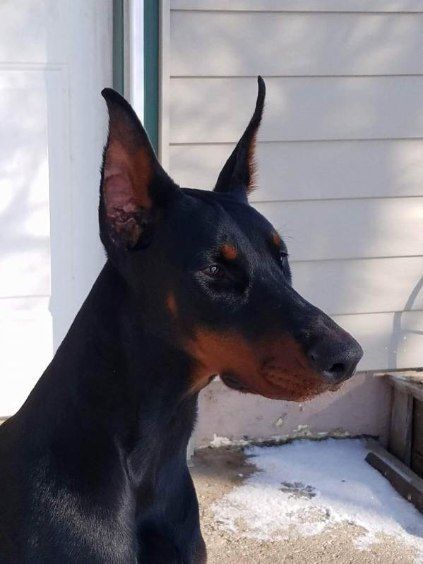 Black-and-tan dog in profile outdoors, sitting by a white wall and window.