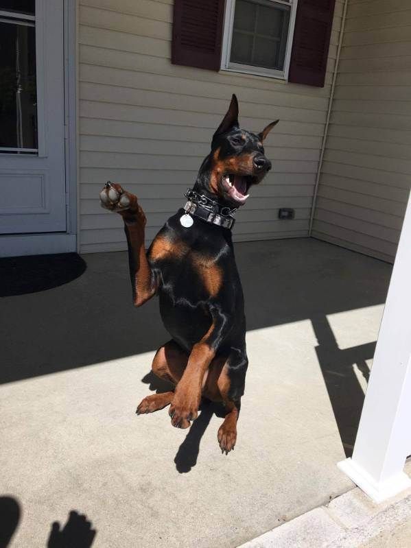 Black-and-tan dog sitting upright on a porch with one paw raised, wearing a collar.