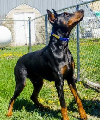 Black and tan Doberman standing on grass beside a chain-link fence, looking up attentively.