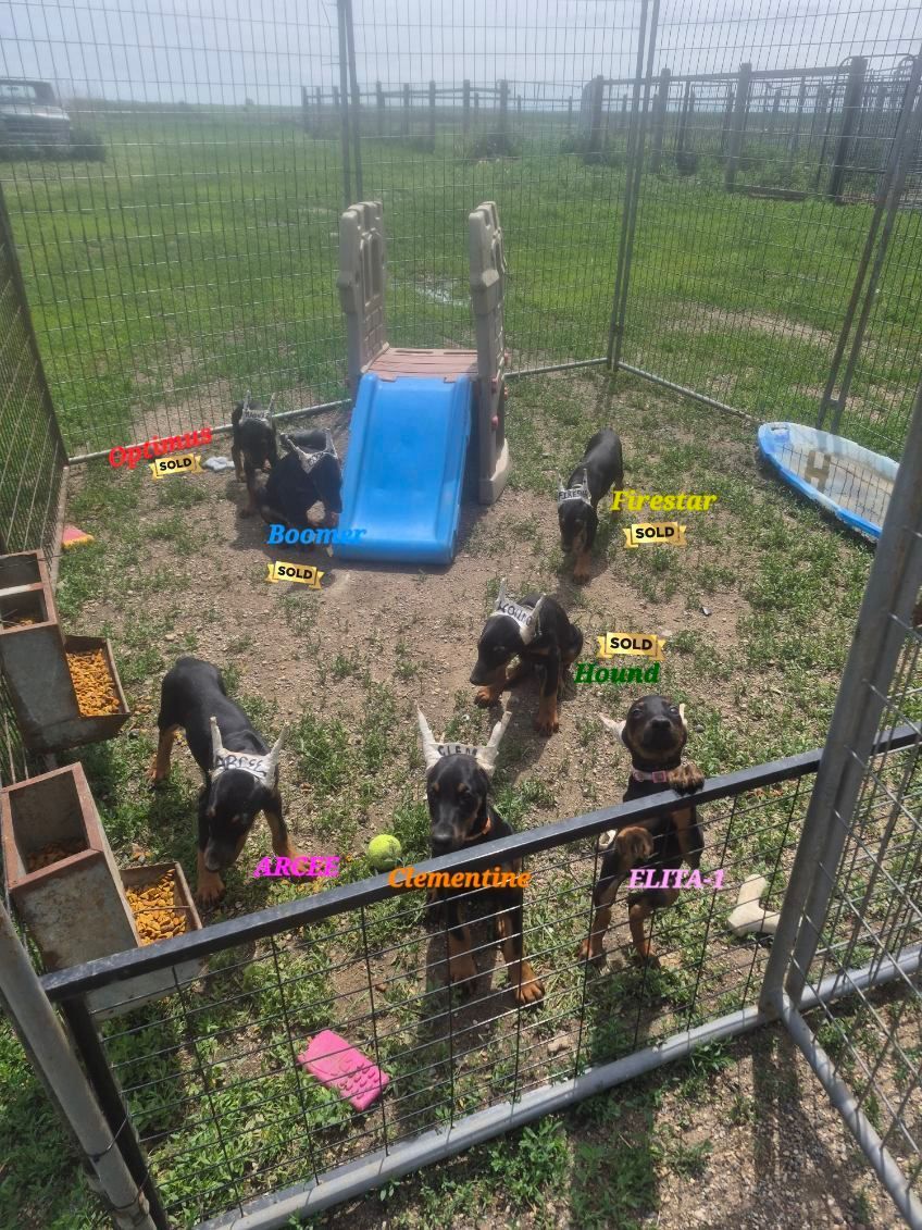 Two goats in a fenced outdoor pen with a blue slide and scattered play items