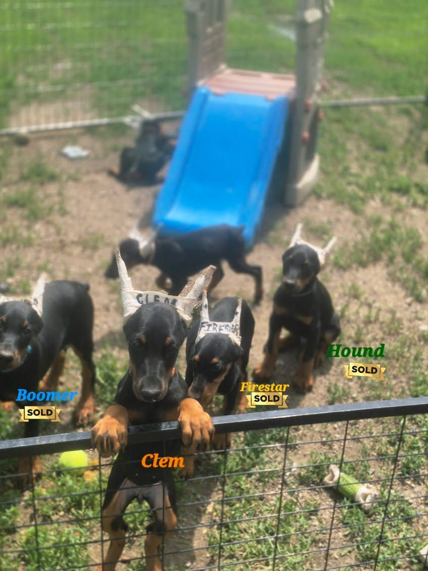 Four black-and-tan puppies behind a fence, one reaching up in front of a blue slide on a grassy yard.