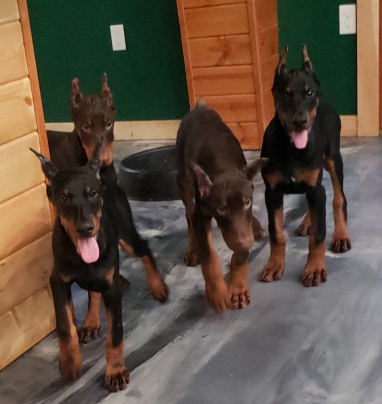 Three Doberman puppies standing on a gray floor indoors, one with tongue out.