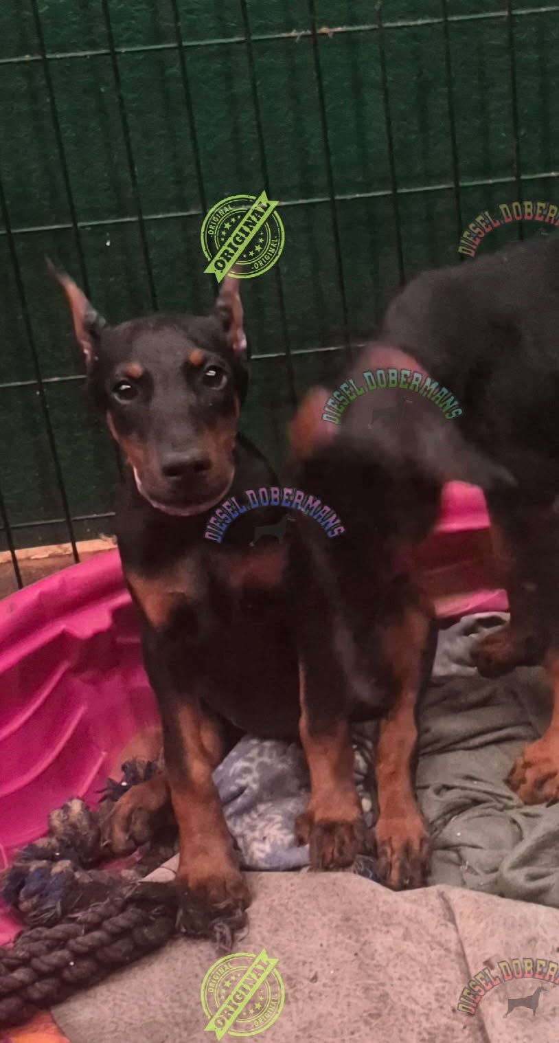 Small black-and-tan puppy standing in a pen with a pink bed and blanket