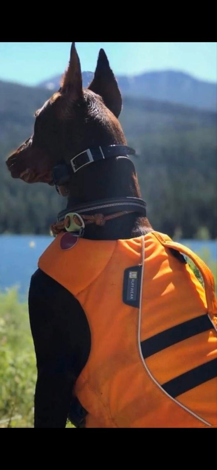 Black dog in an orange vest looking over a lake toward distant mountains