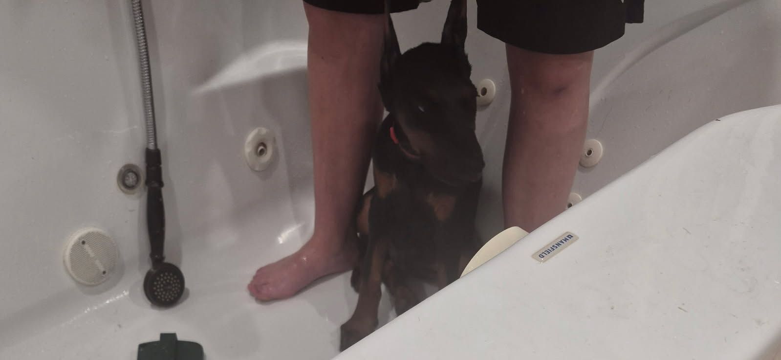 Small dog standing between a person’s feet in a white bathtub or shower stall