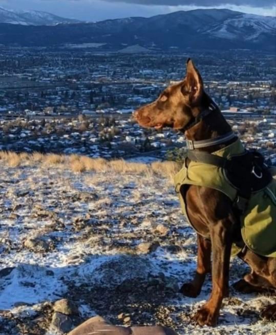Brown dog in a harness standing on a snowy hillside, looking over a city and mountains below.