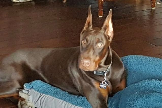 Brown Doberman with cropped ears lying on a blue dog bed indoors, looking alert toward the camera