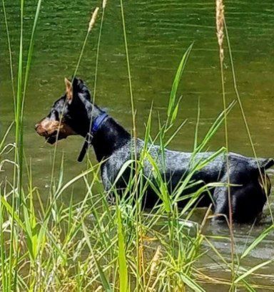 Black-and-tan dog standing in shallow water among tall reeds near a green pond