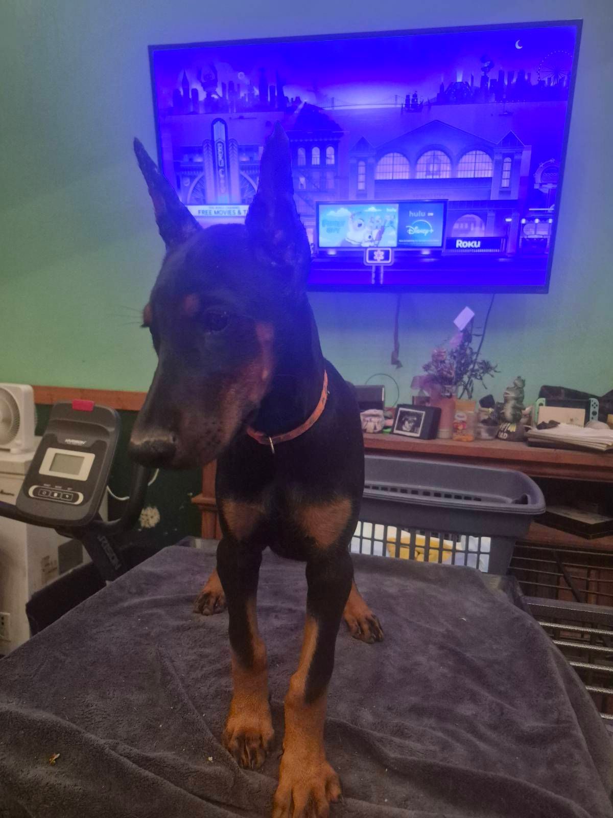 Black-and-tan Doberman on a towel-covered couch in a room, with a glowing blue TV in the background