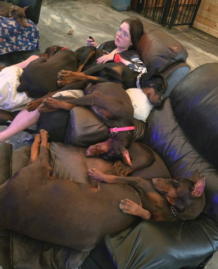 Several brown dogs sleeping piled on a leather couch beside a resting person in a living room