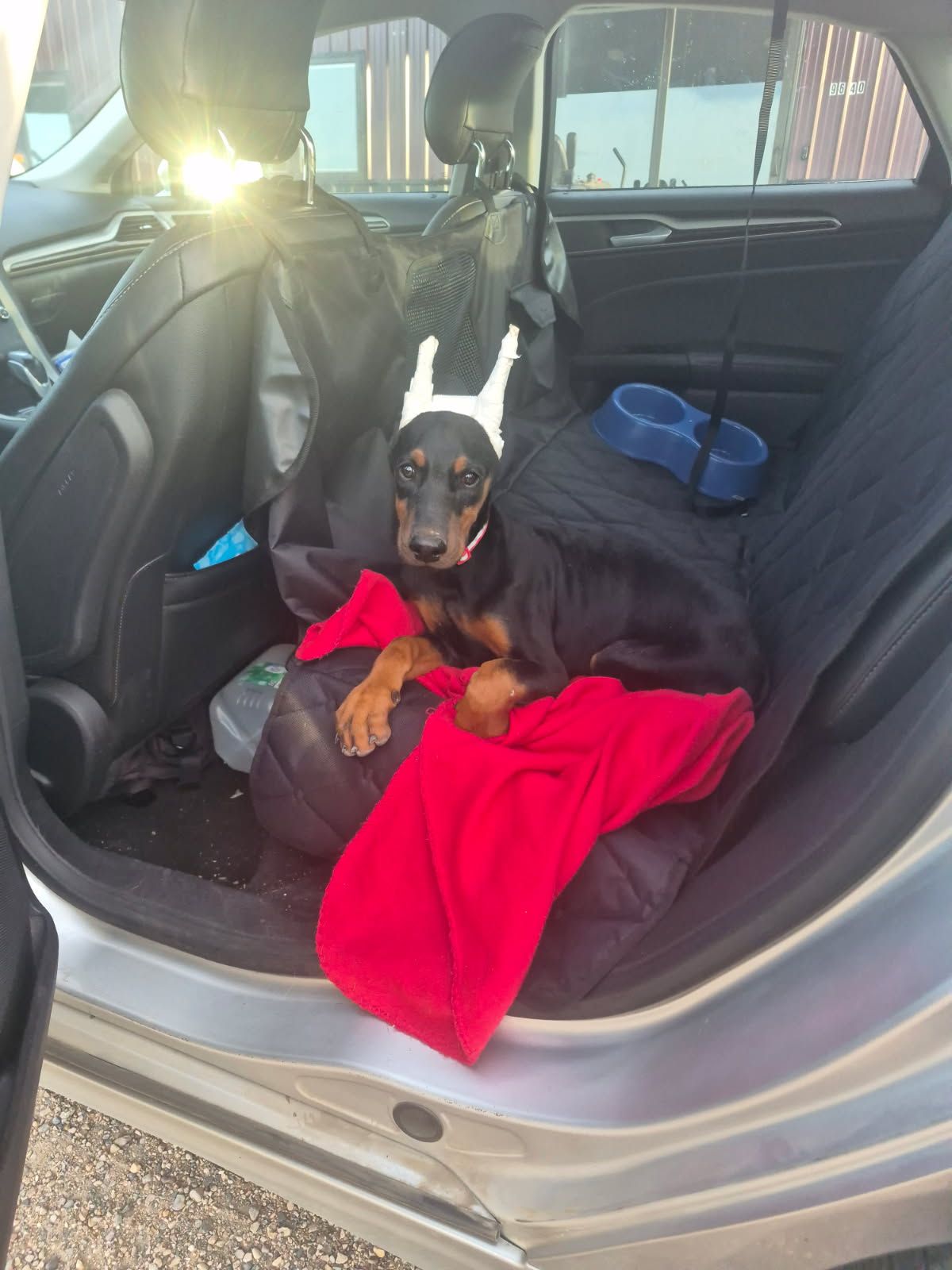 Dog lying on a red blanket in the back seat of a car, with a blue bowl nearby.