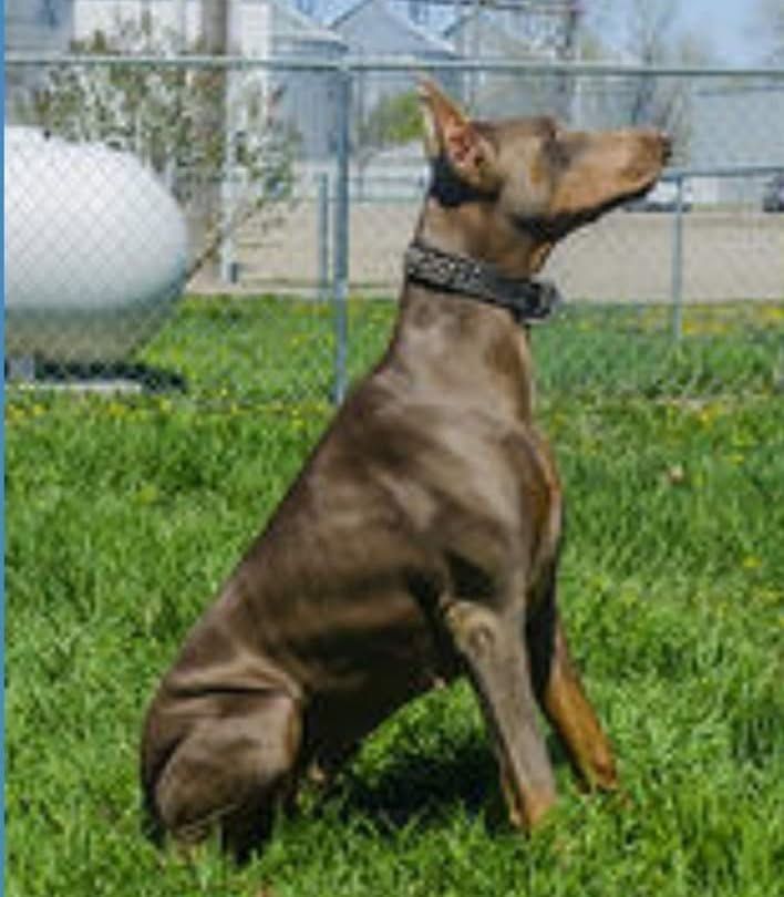Brown Doberman sitting alert on grass in a fenced yard, looking upward.