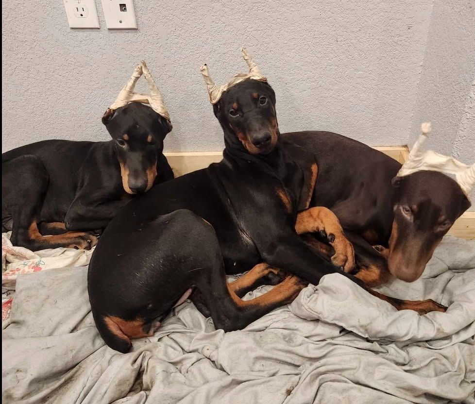 Three black-and-tan dogs wearing party hats леж in a pile on a bed.