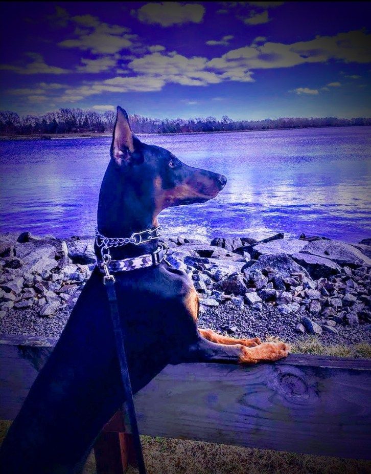 Black-and-tan dog on a leash looking over a rocky lakeshore under a purple-tinted sky