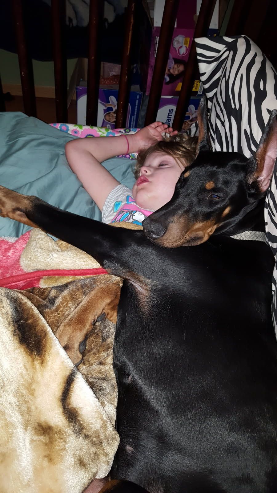 Child sleeping on a couch beside a large black-and-tan dog curled up under a blanket.