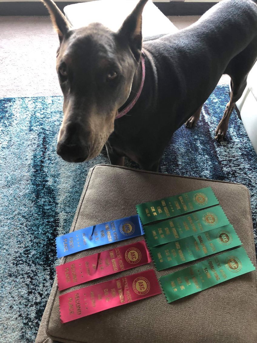 Black dog standing beside colorful ribboned awards on a carpeted floor
