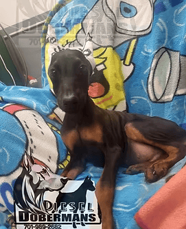 Small black-and-tan puppy sitting on a colorful cartoon blanket, looking at the camera.