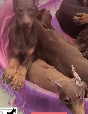 Three brown puppies curled together on pink fabric, with one resting its paws on another.
