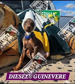 Brown puppy wearing a white hood sits on blankets among diesel signs, labeled “Diesel’s Guinevere.”
