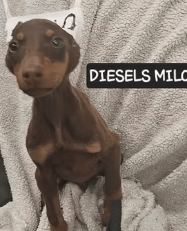 Small brown-and-black dog sitting on a gray blanket, with a partial name label behind it.