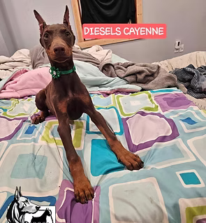 Brown dog with cropped ears lying on a bed with a colorful geometric blanket, labeled “Diesels Cayenne.”