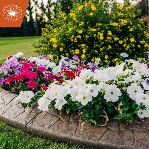 Flower bed with white, pink, purple, and yellow flowers, bordered by a decorative stone edge, on a grassy lawn.