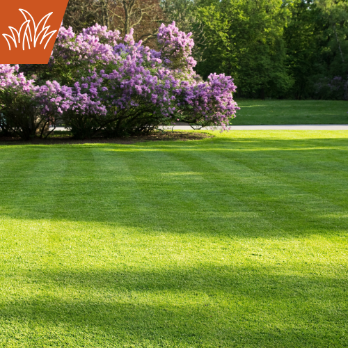 Well-manicured lawn with a purple flowering bush and trees in the background.