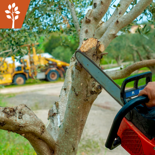Person using a chainsaw to prune a tree branch outdoors with heavy machinery in the background.