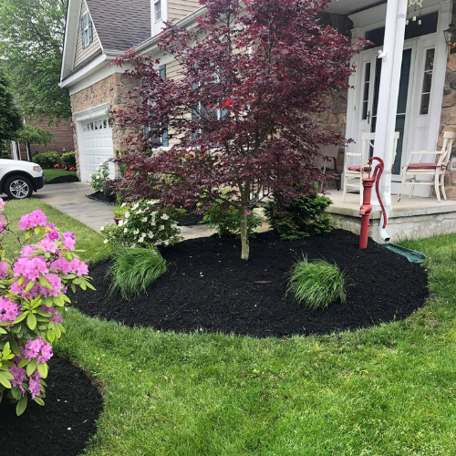 A front yard with a black-mulched flower bed containing a burgundy tree, green plants, and pink flowers.