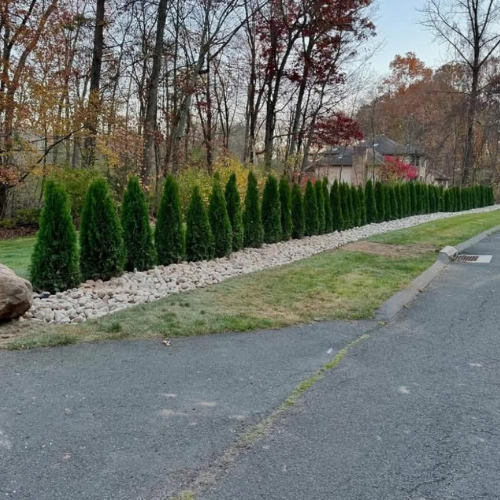 Row of green evergreen trees along a rock bed, bordering a road and grassy area, trees in a residential area.