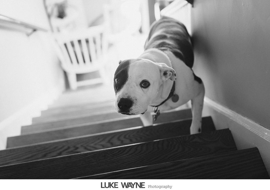 Black and white photo of a dog walking down wooden stairs. The dog is mostly white with black patches.