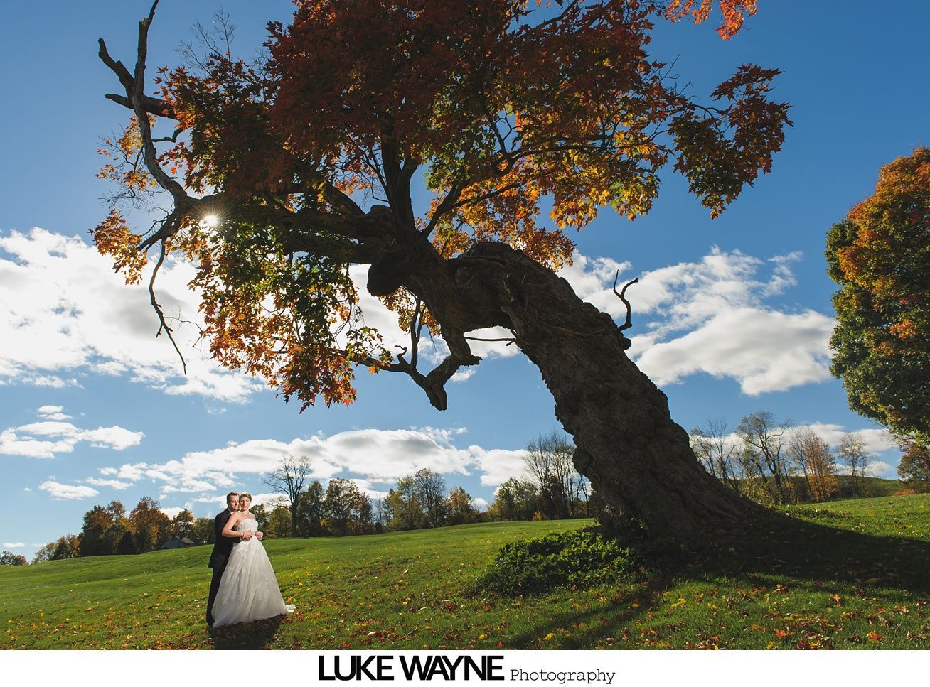 Couple kissing under a large, autumn-colored tree on a sunny, grassy hill.