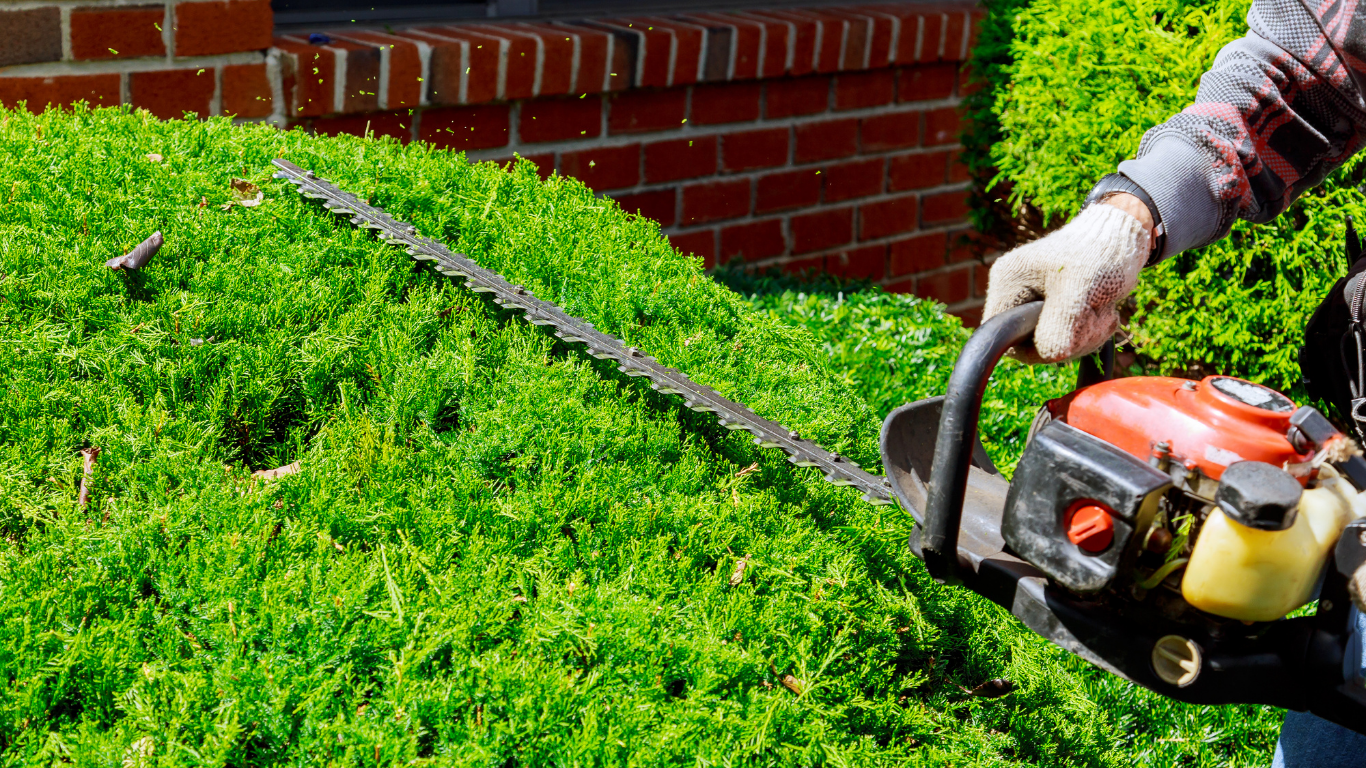 Person trimming a bright green hedge with a chainsaw beside a brick wall