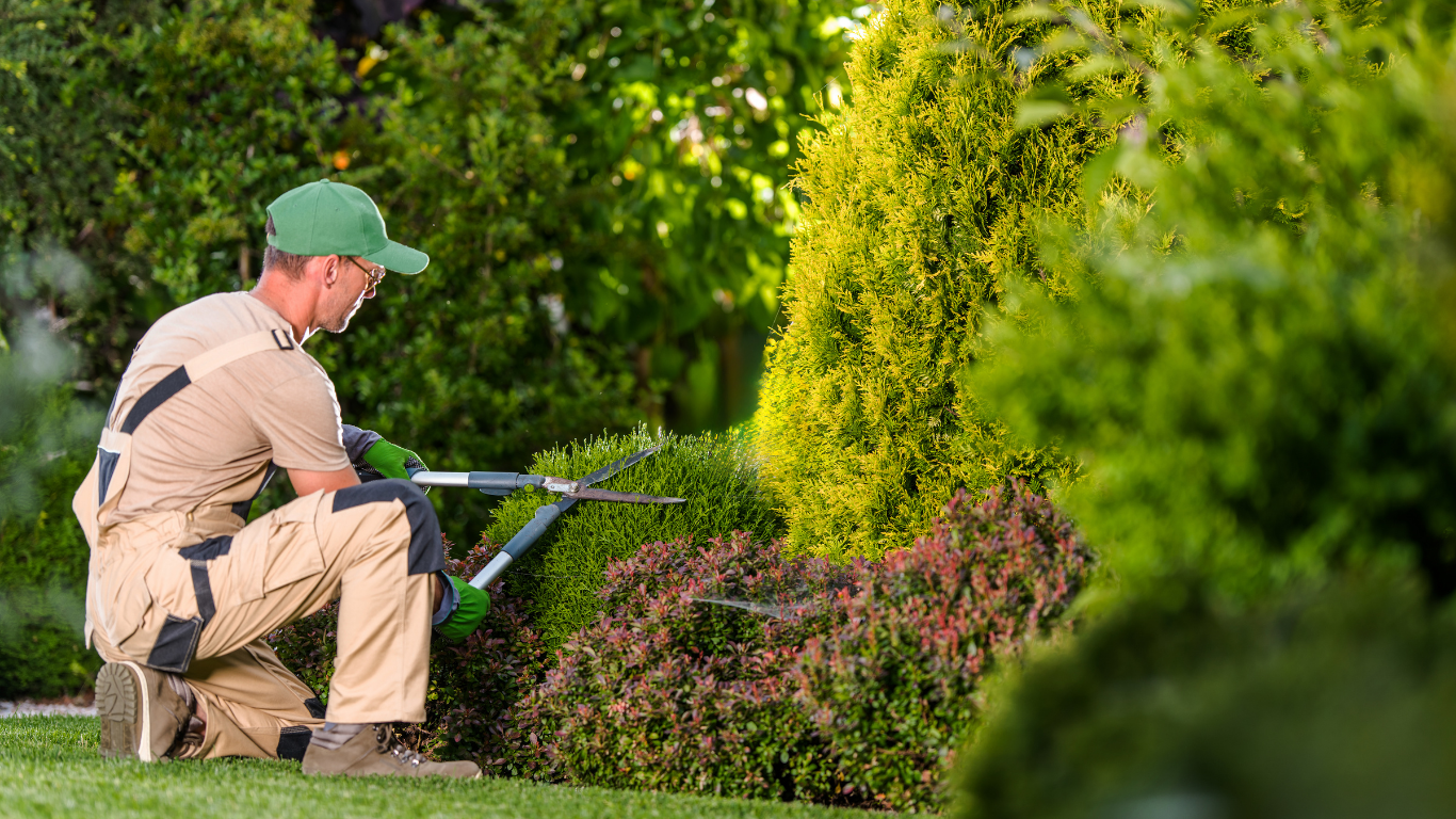 Gardener crouching with hedge trimmer beside a manicured garden hedge