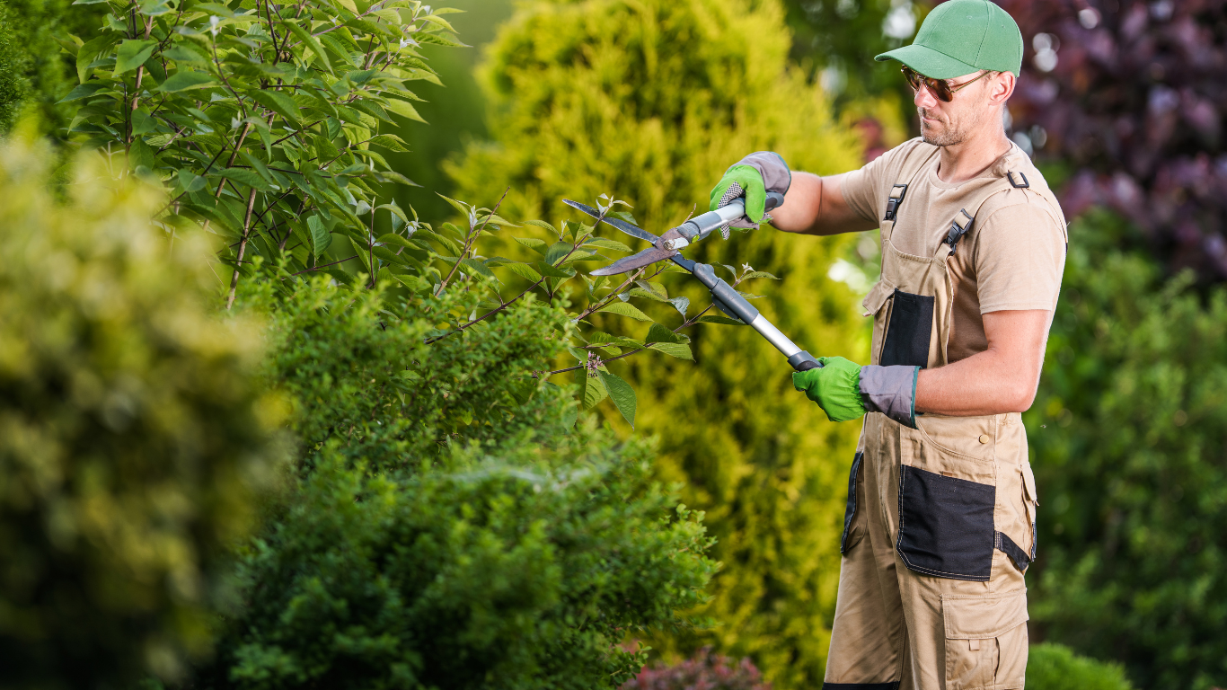Gardener trimming a hedge with electric shears in a lush green garden