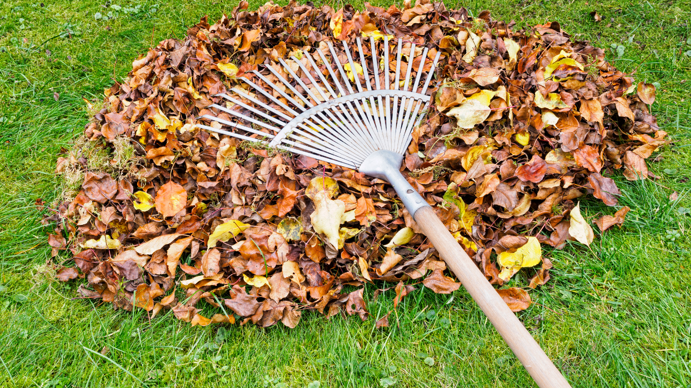 Garden rake resting on a pile of autumn leaves on green grass
