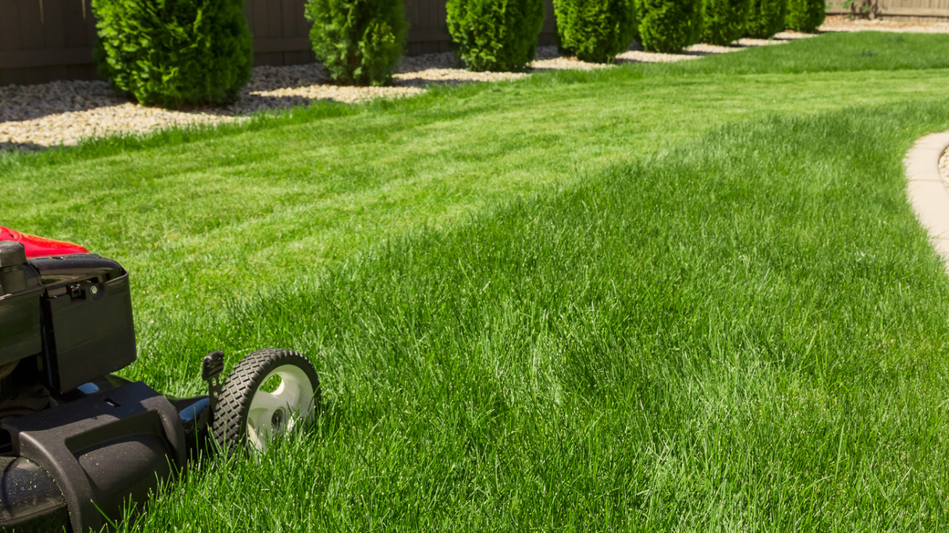 Lawn mower cutting a bright green lawn beside trimmed bushes and a curving path