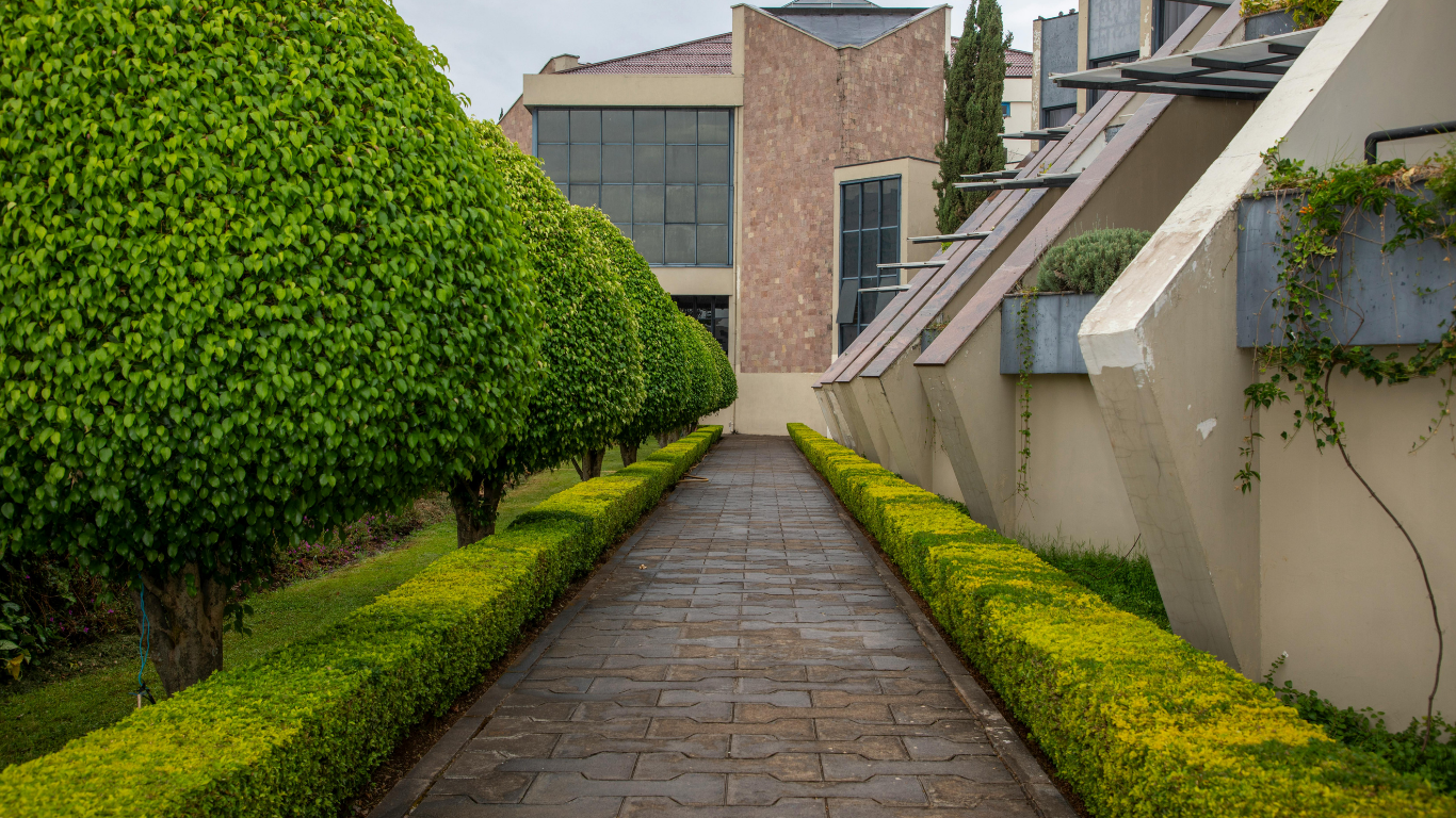Stone walkway lined with bright green hedges beside a modern building and stairs