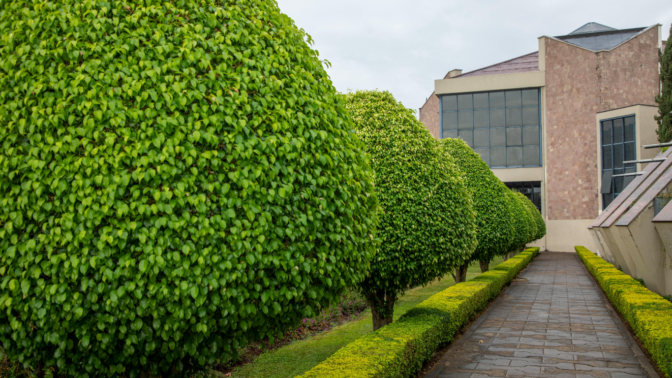 Trimmed green hedges lining a stone path beside a modern building
