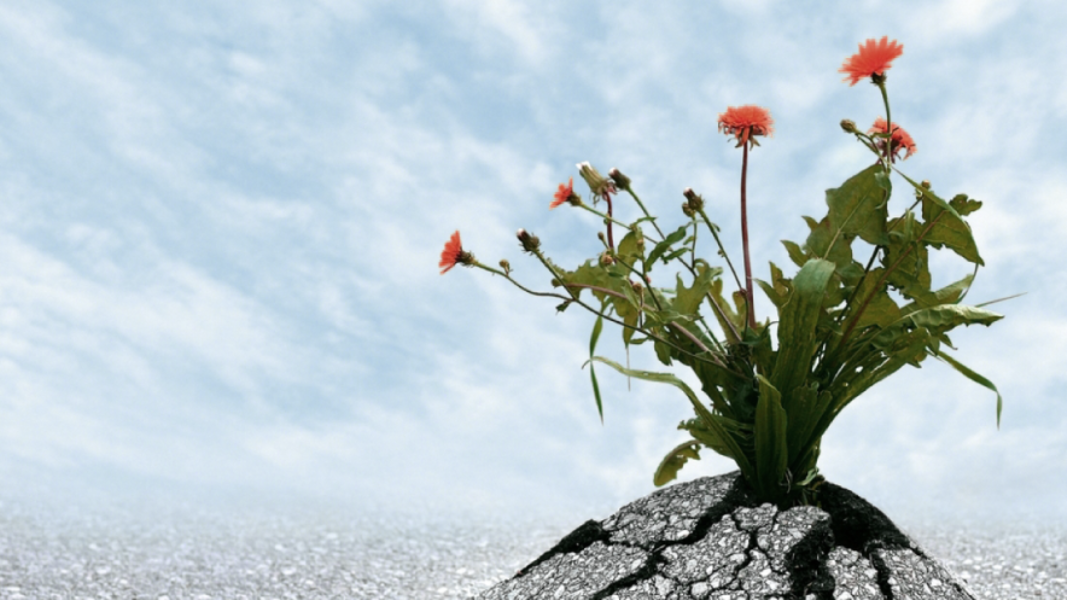 Getting back up again: The 'R factor' and success in recruitment