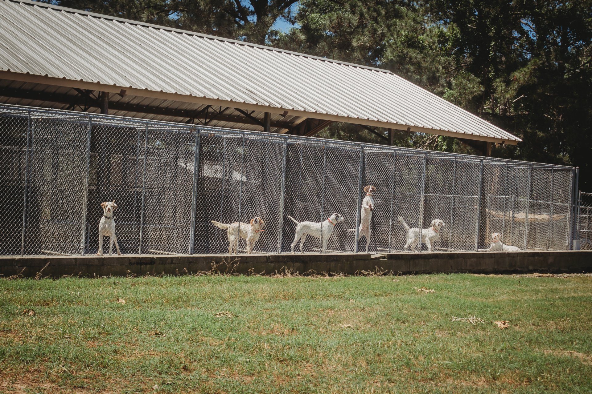 Kennels Hunting Dogs for Quail & Pheasant Hunts Shenandoah Plantation