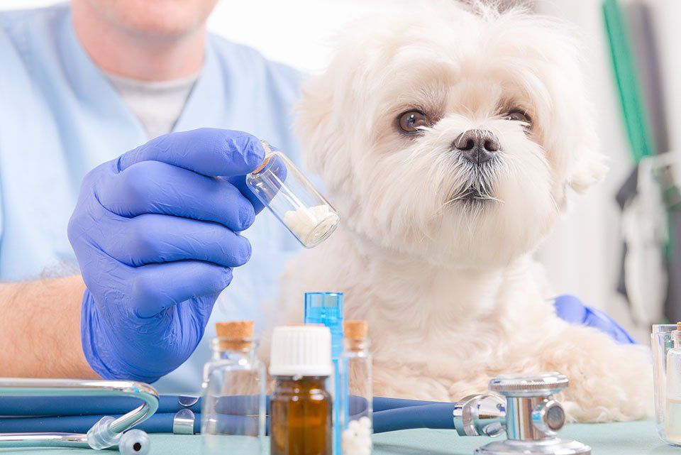 Rappresentazione vendita di farmaci veterinari
