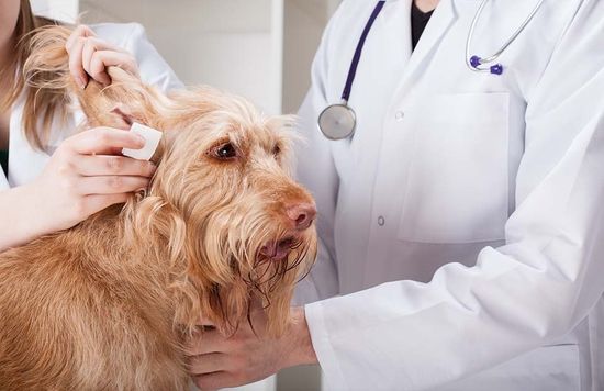 rappresentazione vendita di prodotti per il settore veterinario