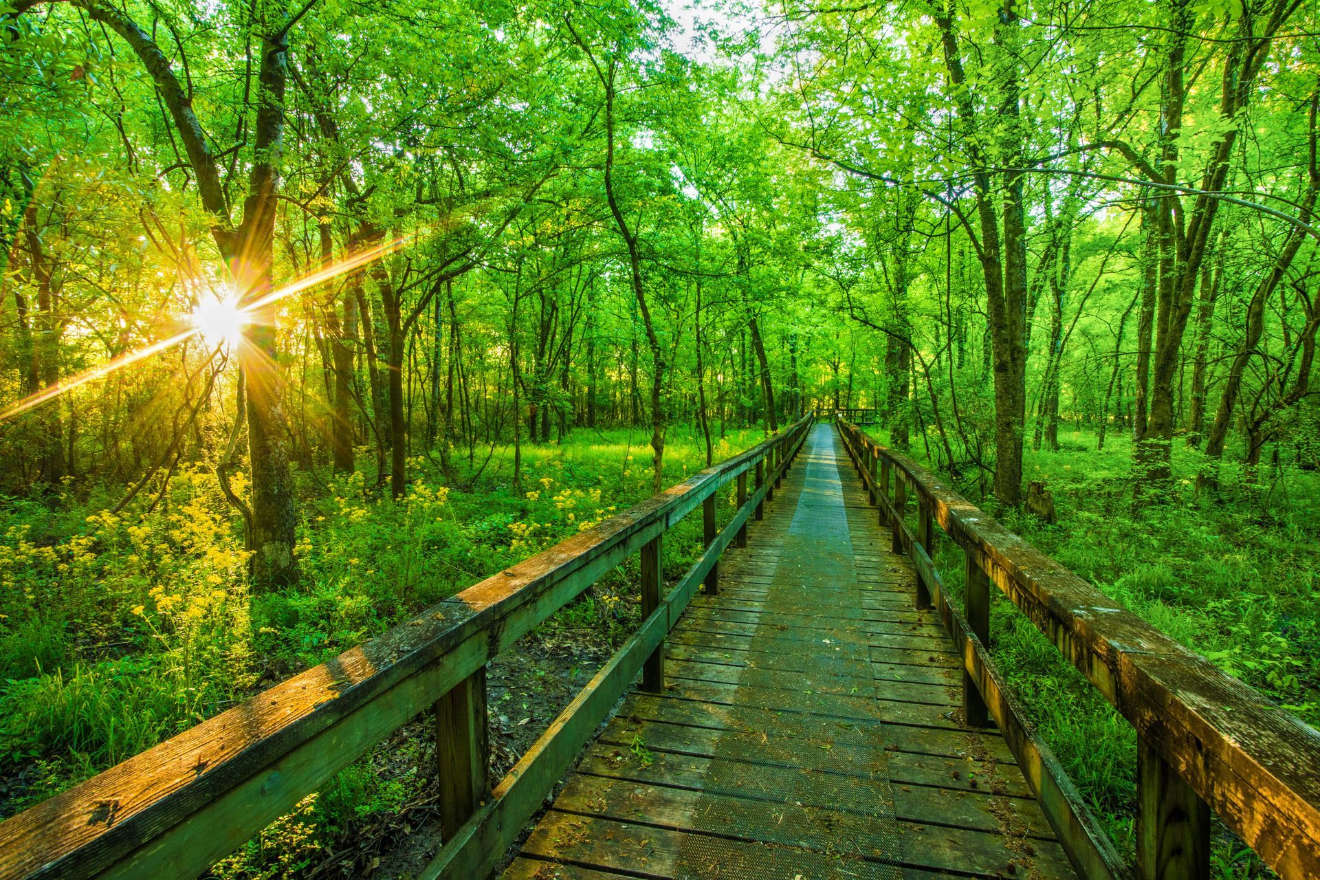 Wooden boardwalk through lush green forest with sunlight streaming through the trees