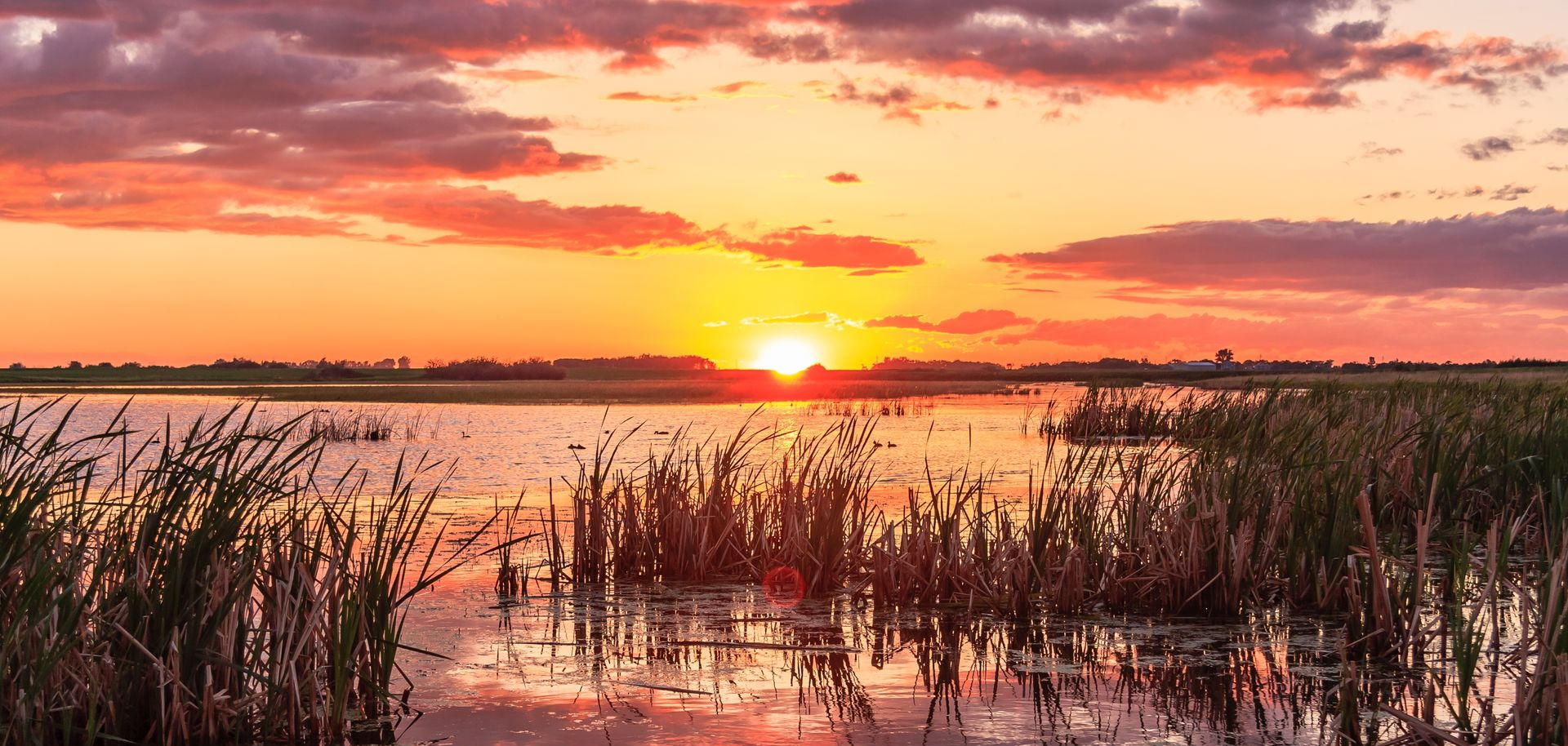 Sunset over a marsh with glowing orange sky, reflections on water, and silhouetted reeds.