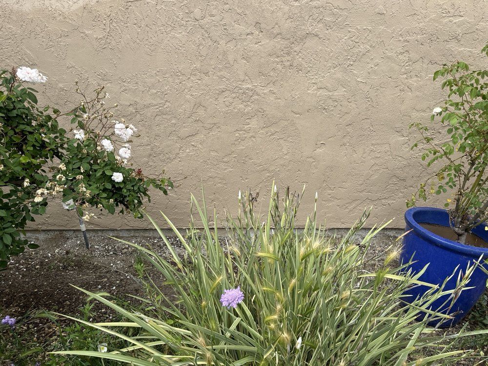 A blue potted plant with purple flowers in front of a wall.