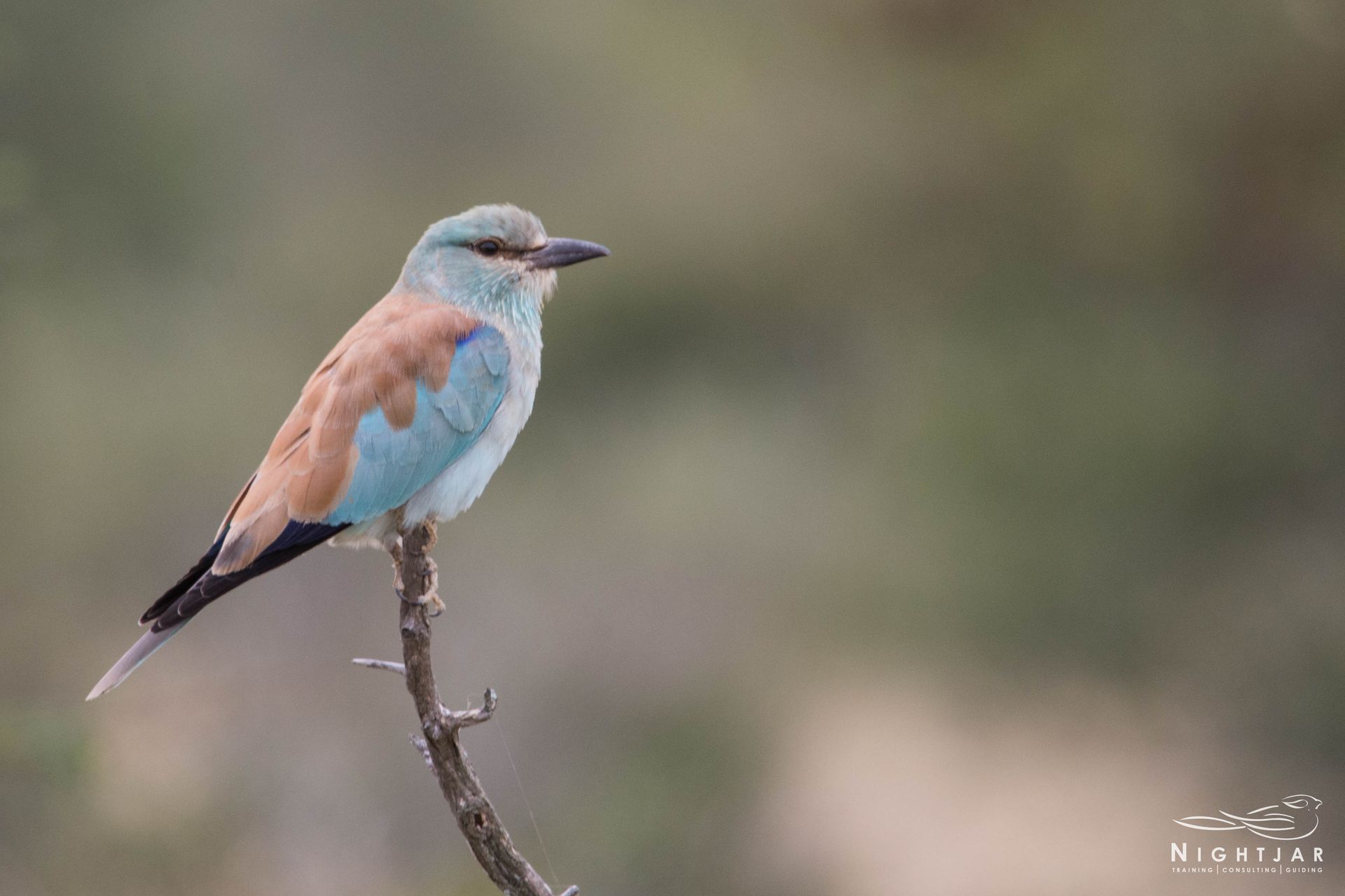 Europen Roller
