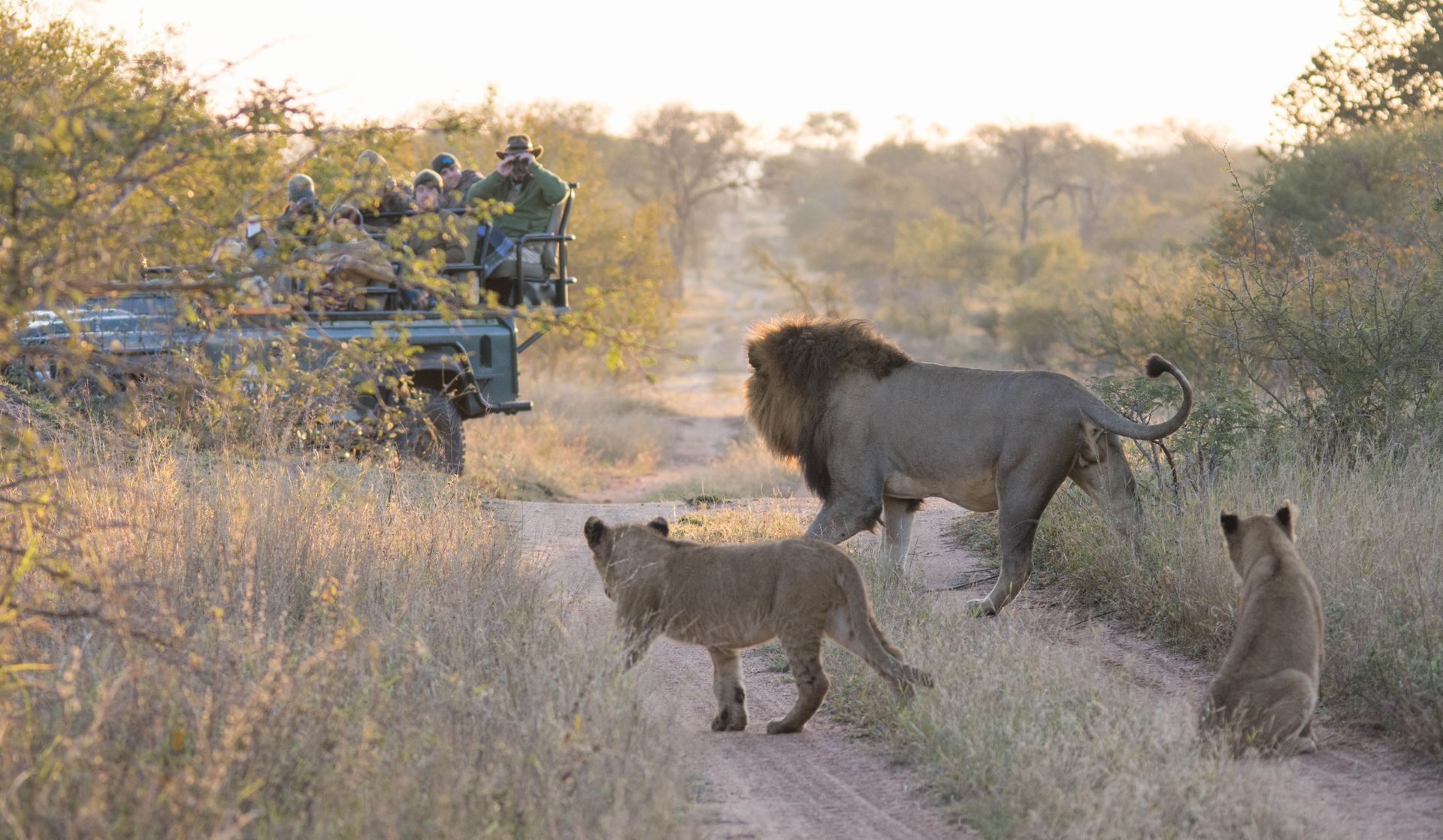 game vehicle with lions