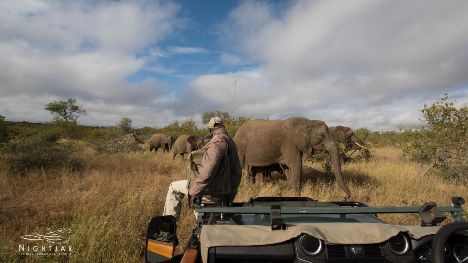 Elephants on safari